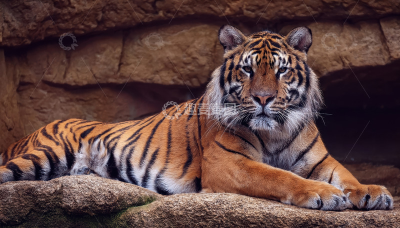 高清大图下载【趣麦麦图】石穴中卧躺的健壮老虎
