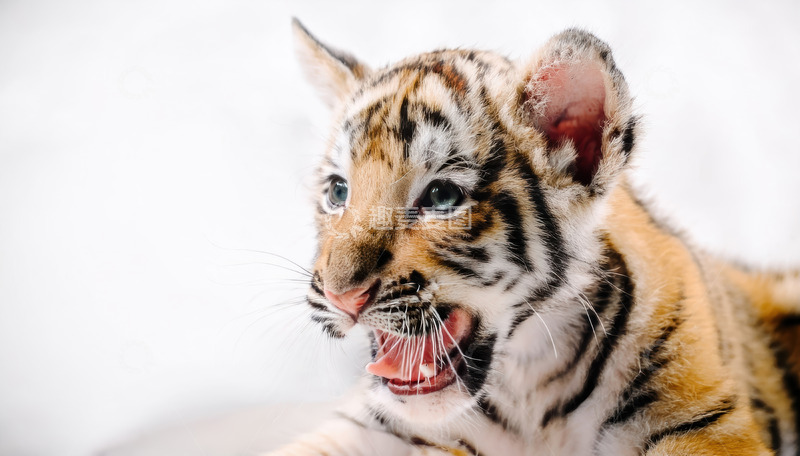 高清大图下载【趣麦麦图】-雪地中打哈欠的虎宝宝