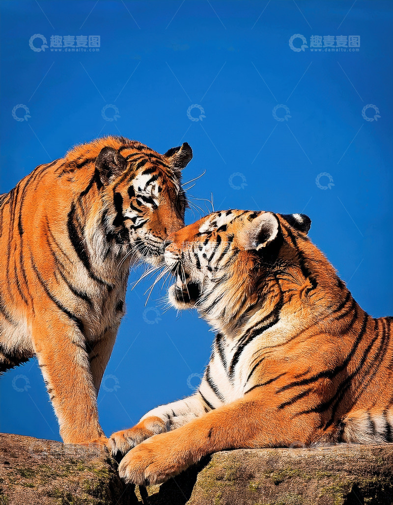 高清大图下载【趣麦麦图】蓝天下岩上双虎互动