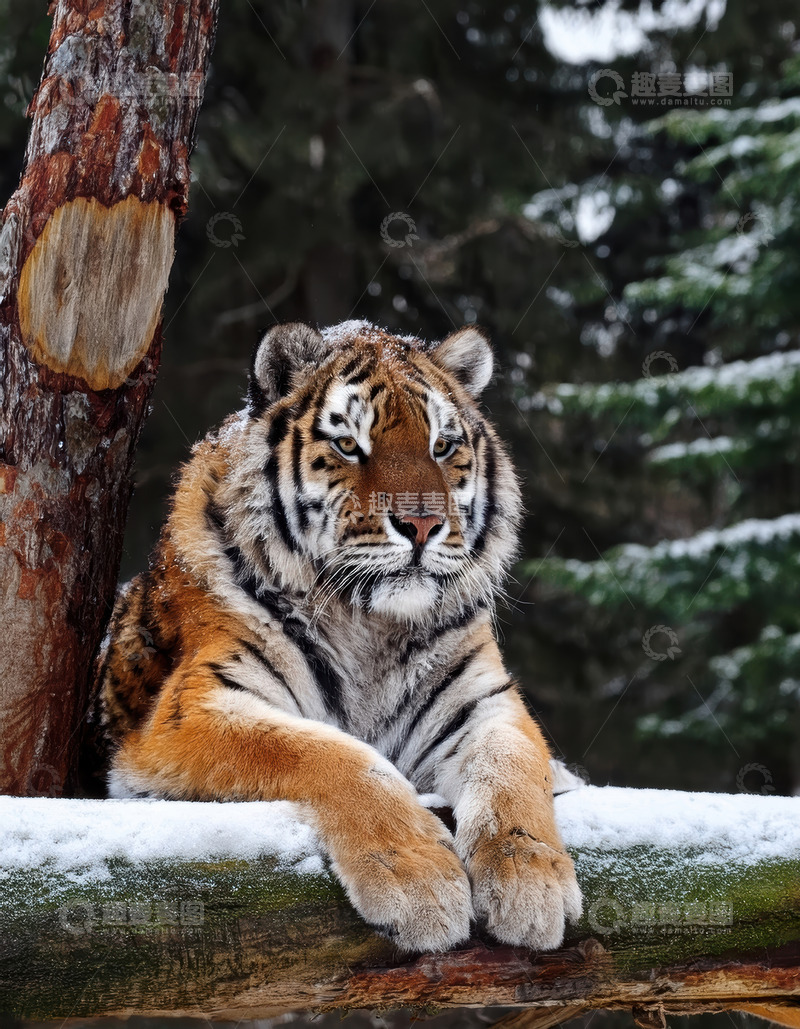 高清大图下载【趣麦麦图】覆雪木上趴卧的老虎
