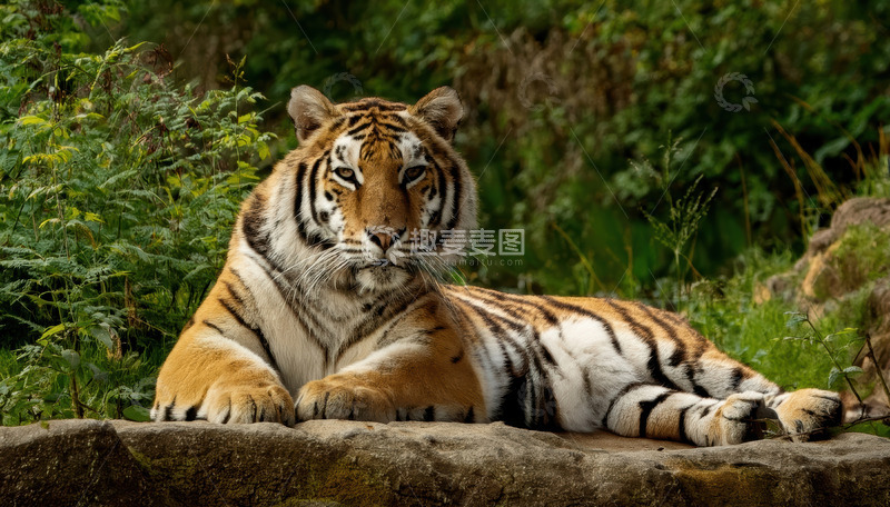 高清大图下载【趣麦麦图】绿丛边老虎的静卧之态