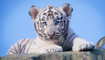 蓝天石上乖巧的小白虎