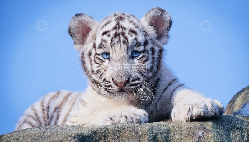 高清大图下载【趣麦麦图】蓝天石上乖巧的小白虎