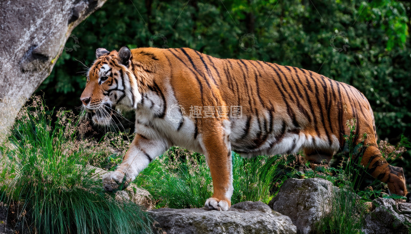 高清大图下载【趣麦麦图】石上虎行：矫健的步伐移动