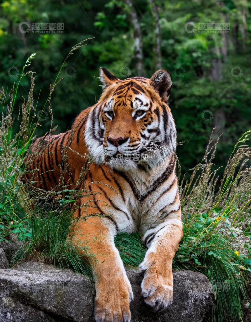 高清大图下载【趣麦麦图】草丛岩石上静卧的老虎