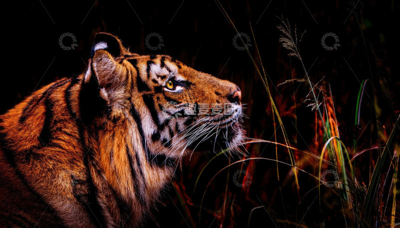 高清大图下载【趣麦麦图】暗夜草丛中的警觉之虎