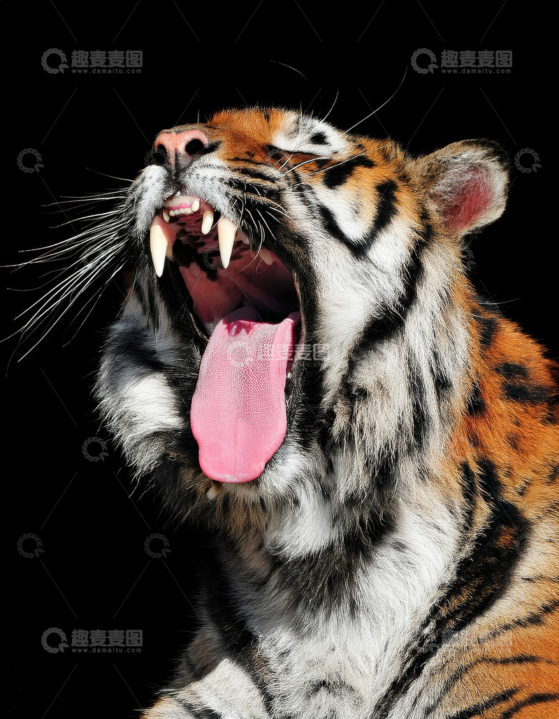 高清大图下载【趣麦麦图】黑色背景中打哈欠的老虎