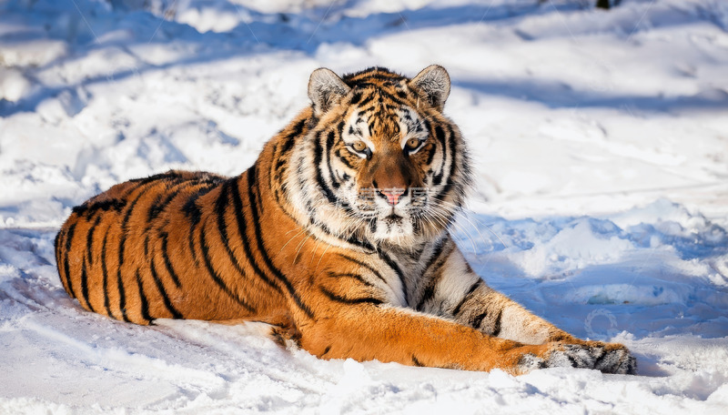 高清大图下载【趣麦麦图】雪地上静卧的斑斓老虎