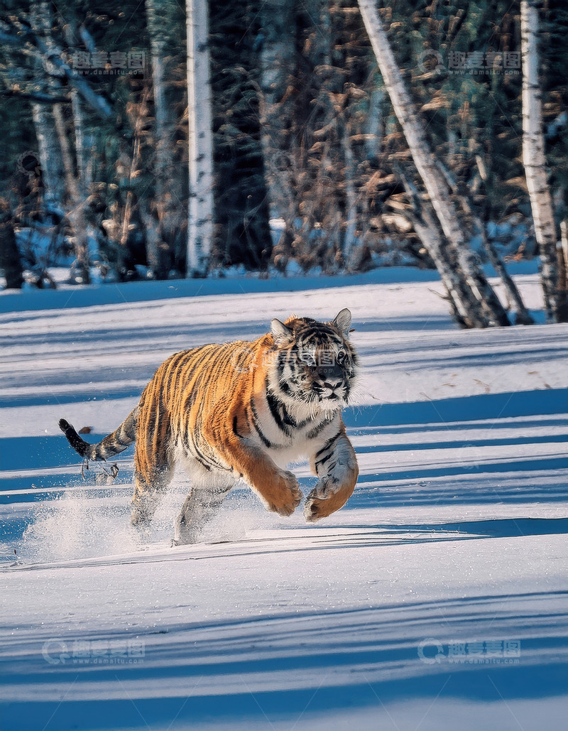 高清大图下载【趣麦麦图】雪地中奔腾的老虎身姿