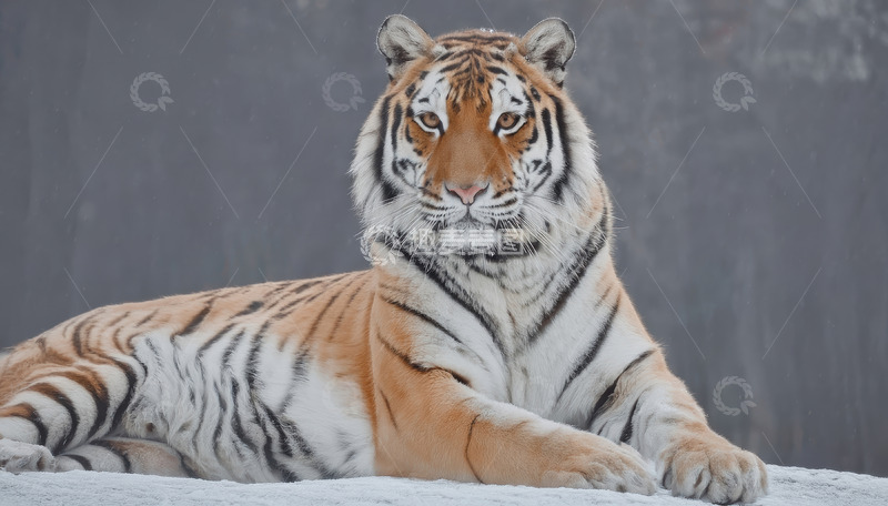 高清大图下载【趣麦麦图】灰幕下休憩的健壮老虎