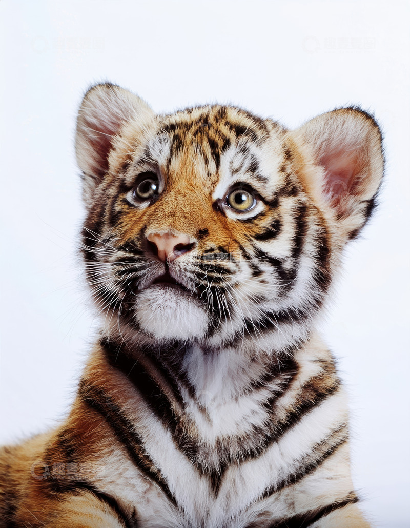 高清大图下载【趣麦麦图】白背景下好奇的虎宝宝