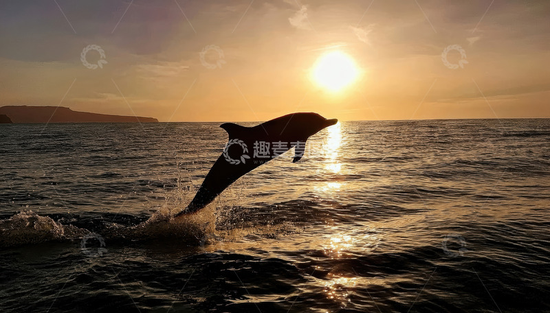 高清大图下载【趣麦麦图】夕阳下海面上海豚的跃动身姿