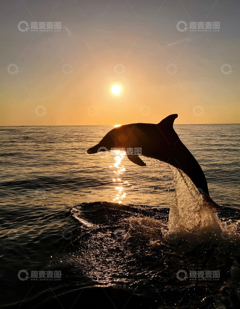 高清大图下载【趣麦麦图】落日余晖中海豚跃动的剪影