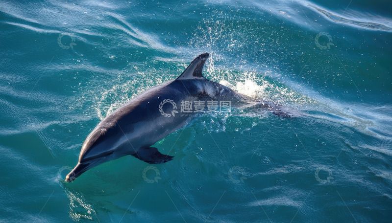 高清大图下载【趣麦麦图】海面上海豚灵动跃出的瞬间