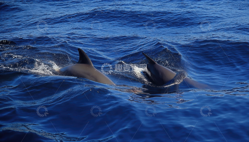高清大图下载【趣麦麦图】海面上双海豚破浪同游画面