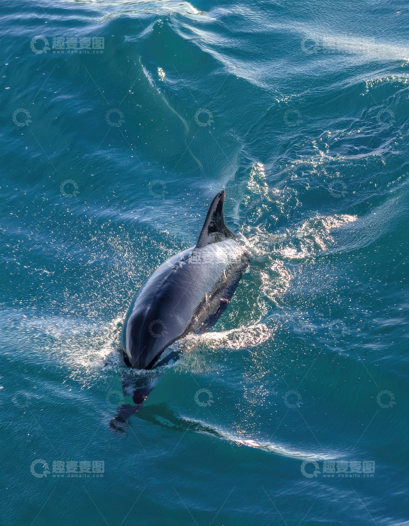 高清大图下载【趣麦麦图】蓝波里海豚悠然游弋之态
