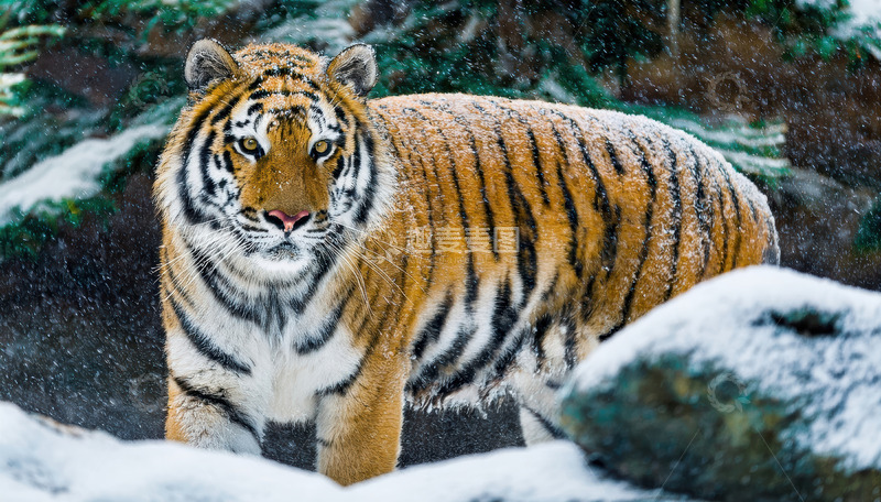 高清大图下载【趣麦麦图】雪境中伫立的猛虎