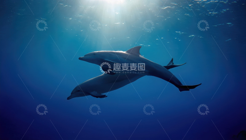 高清大图下载【趣麦麦图】深海中双海豚伴光同游景致