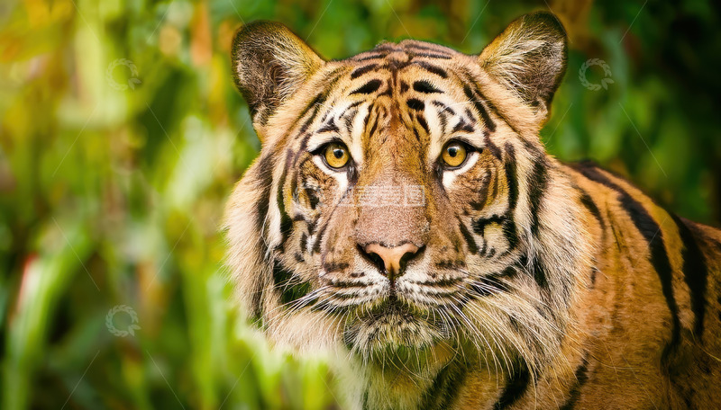 高清大图下载【趣麦麦图】绿意中警觉的虎之面容