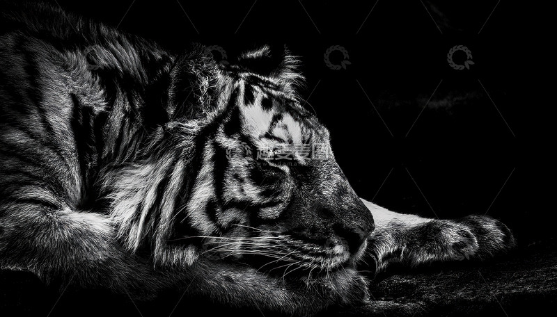 高清大图下载【趣麦麦图】暗夜卧虎