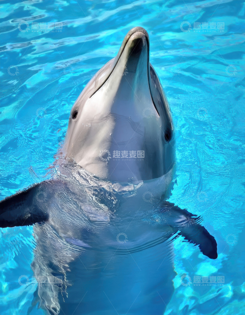高清大图下载【趣麦麦图】水池中海豚仰头静立的瞬间