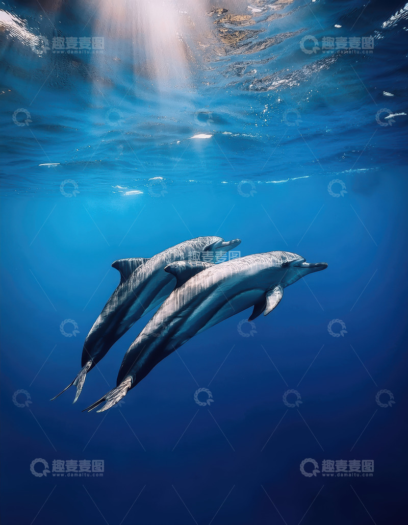 高清大图下载【趣麦麦图】深海中双海豚沐光同游景致光线沐光蓝色