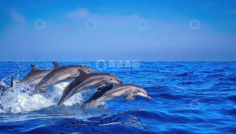 高清大图下载【趣麦麦图】群海豚于蓝海上空的活力腾跃