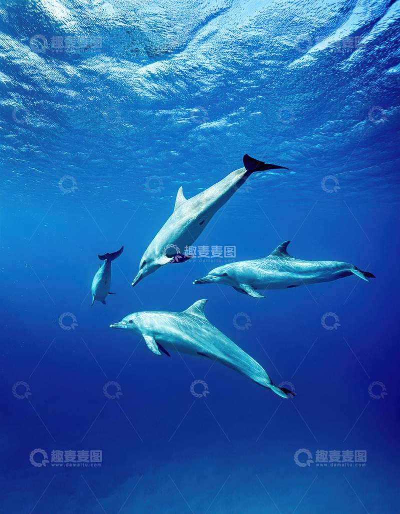 高清大图下载【趣麦麦图】深海里群海豚逐光畅游景致