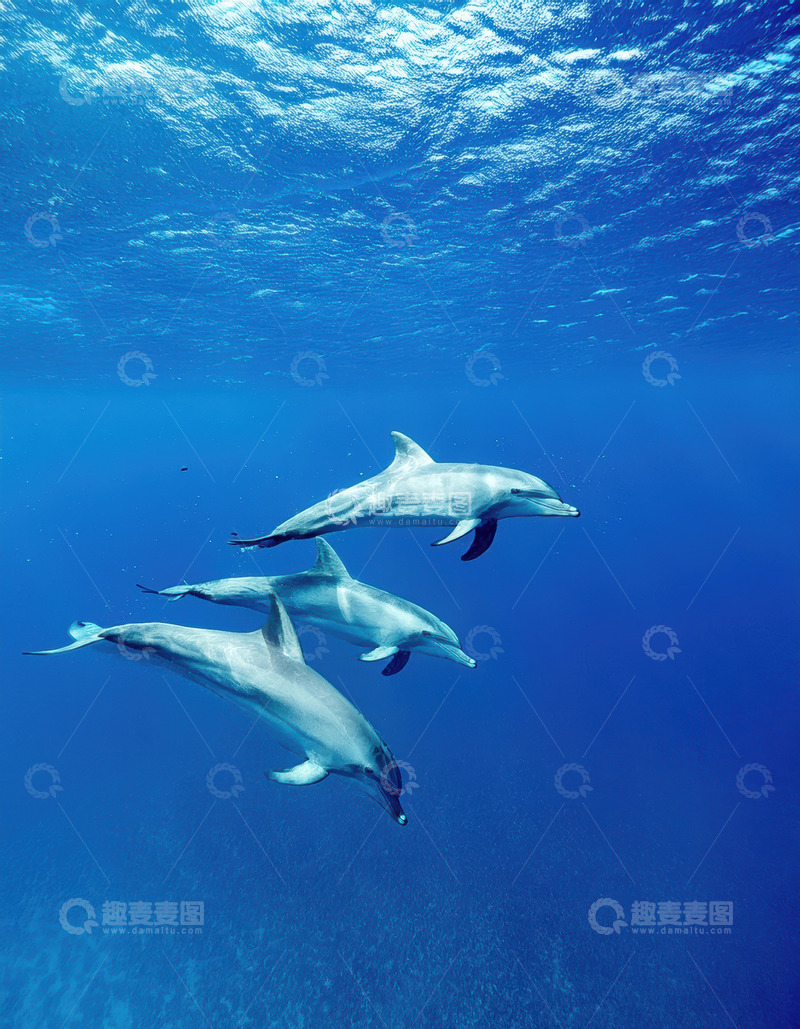 高清大图下载【趣麦麦图】深海中群海豚伴光同游画面