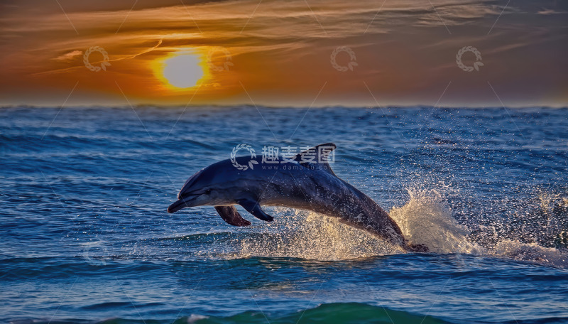 高清大图下载【趣麦麦图】夕阳下海豚跃海的唯美瞬间