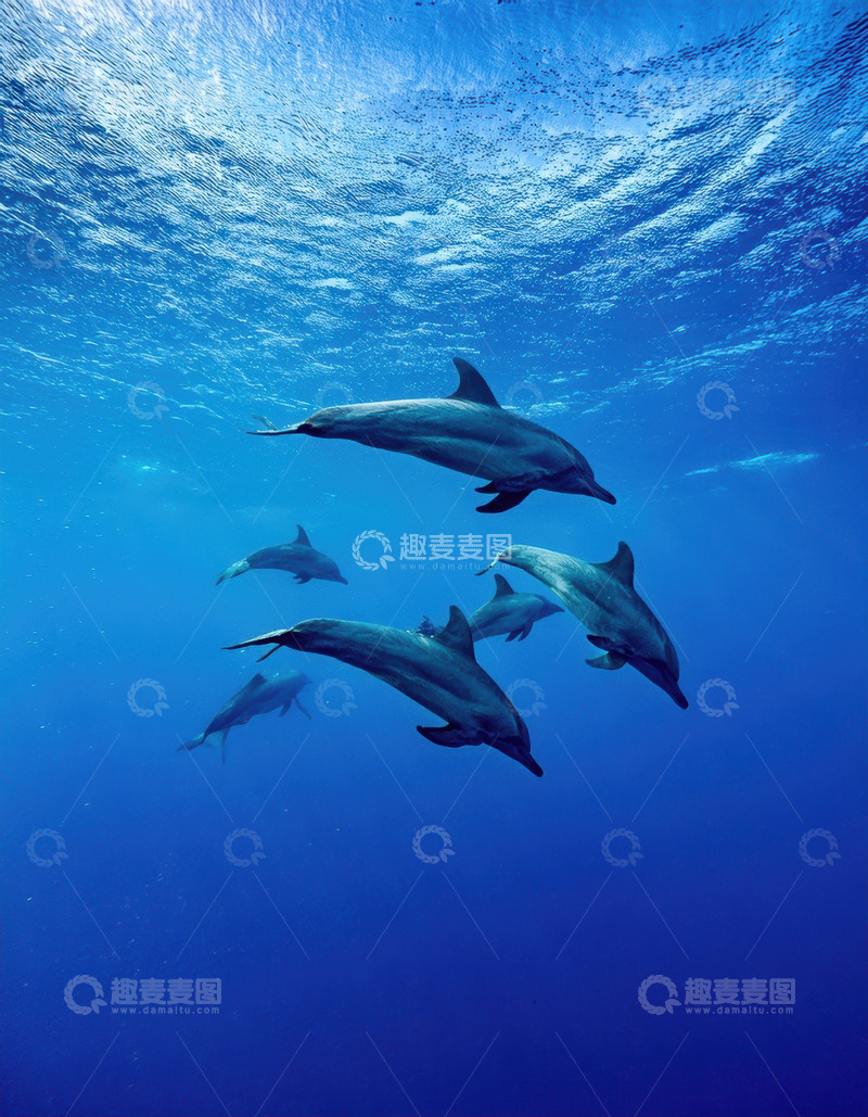 高清大图下载【趣麦麦图】深海中群海豚随光共游景象