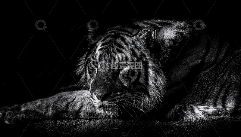 高清大图下载【趣麦麦图】黑夜里的沉思之虎