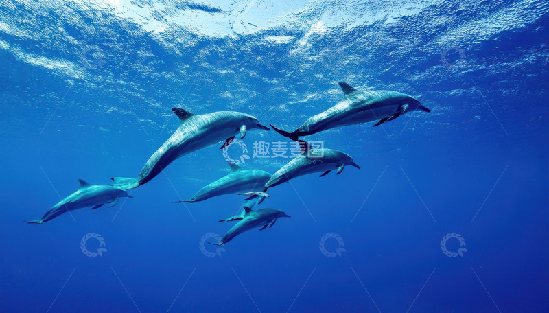 高清大图下载【趣麦麦图】深海中群海豚结伴畅游画面