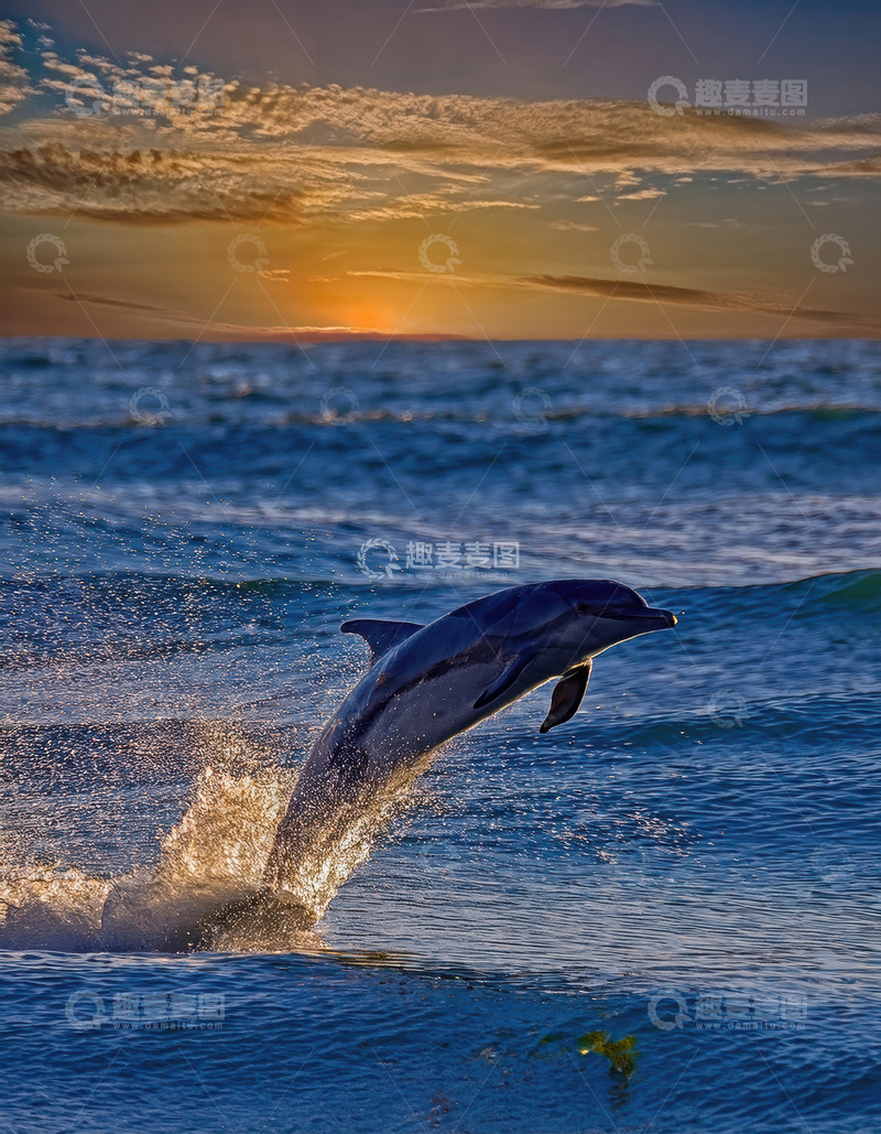 高清大图下载【趣麦麦图】夕阳下海豚跃海的绝美画面