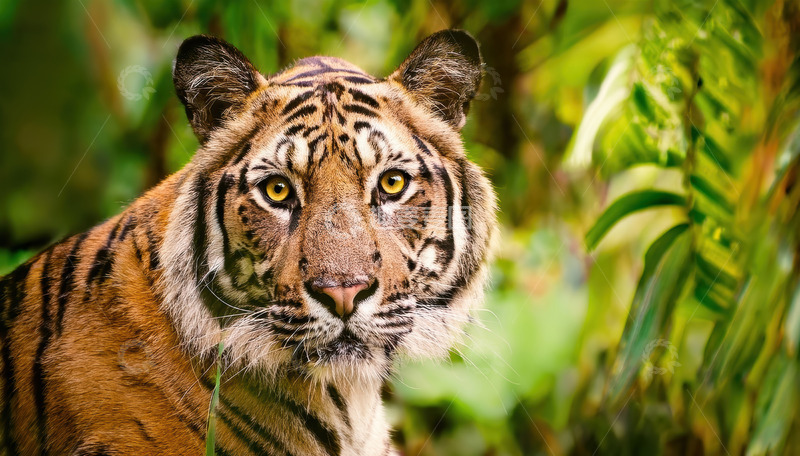 高清大图下载【趣麦麦图】翠影间专注的老虎