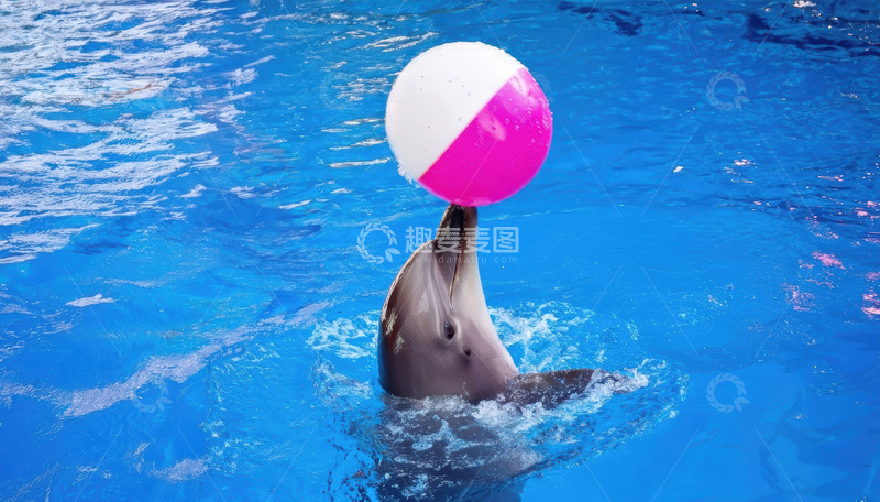 高清大图下载【趣麦麦图】海豚于水池顶球的趣味表演