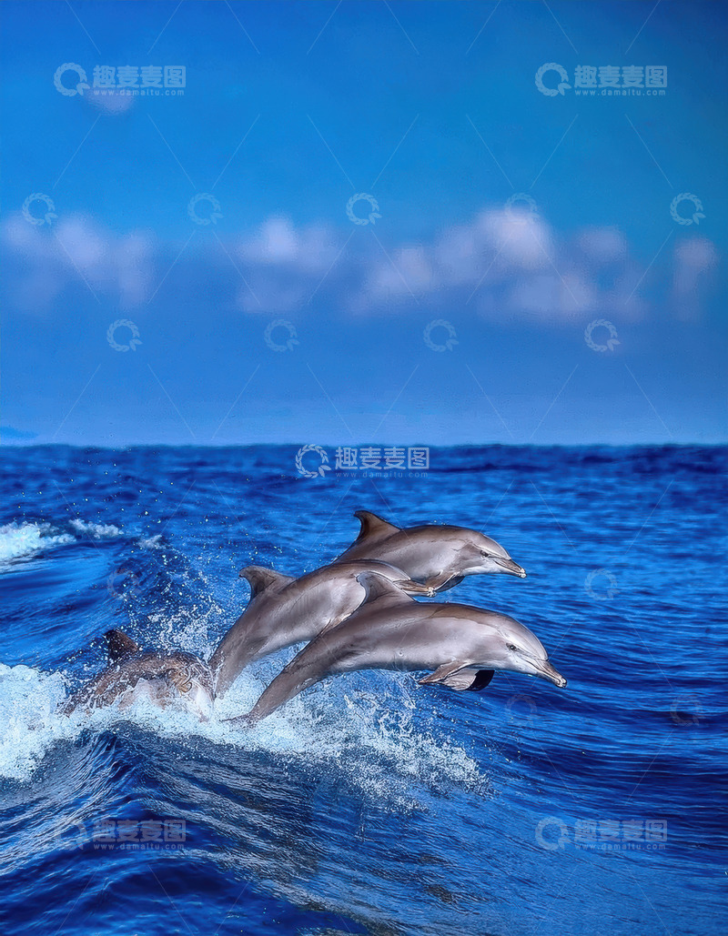 高清大图下载【趣麦麦图】碧波中群海豚欢跃的美妙瞬间