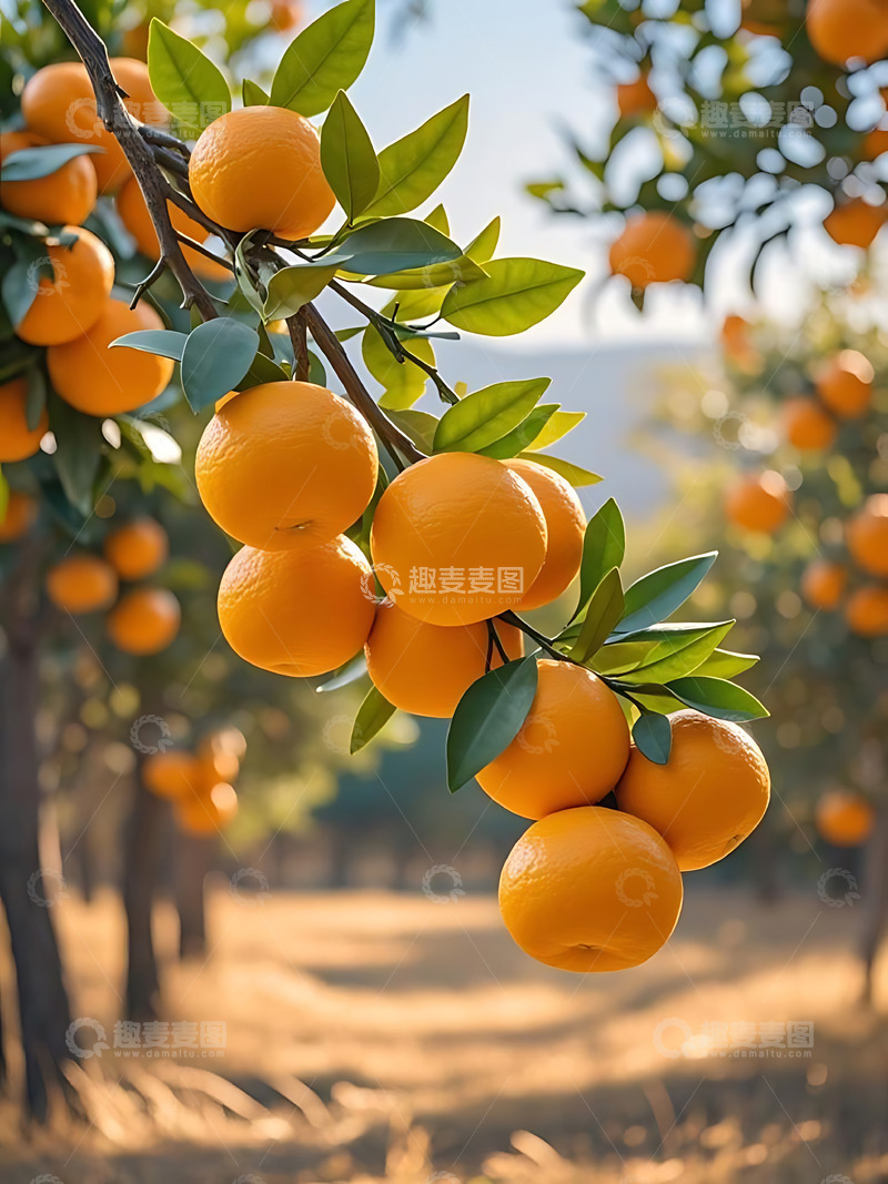 高清大图下载【趣麦麦图】新鲜水果橘子高清摄影特写2
