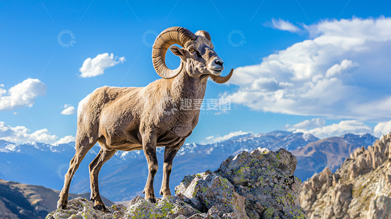 高清大图下载【趣麦麦图】雄伟山羊蓝天白云雪山背景