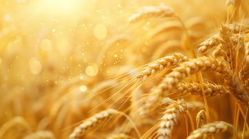 金黄色稻穗特写1