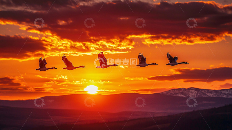 高清大图下载【趣麦麦图】落日余晖雁群飞翔