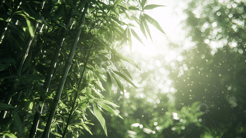 高清大图下载【趣麦麦图】阳光透过竹林