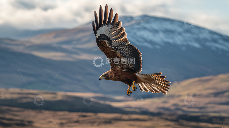 高清大图下载【趣麦麦图】雄鹰展翅高飞山峦背景