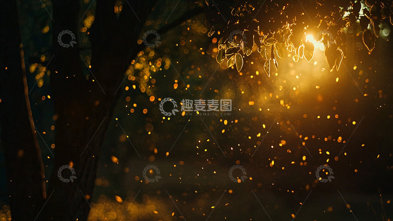 高清大图下载【趣麦麦图】夜雨灯光树叶飞舞