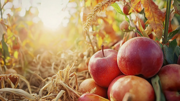 秋日收获的红苹果