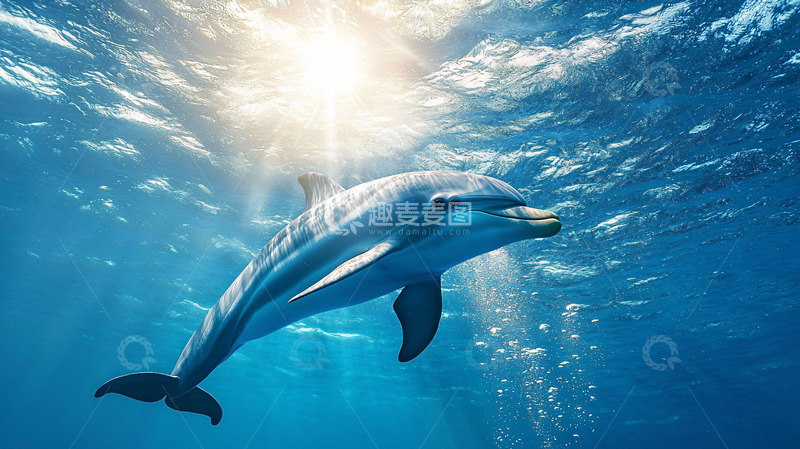 高清大图下载【趣麦麦图】阳光下水下海豚