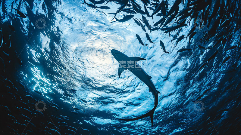 高清大图下载【趣麦麦图】深海鲨鱼与鱼群