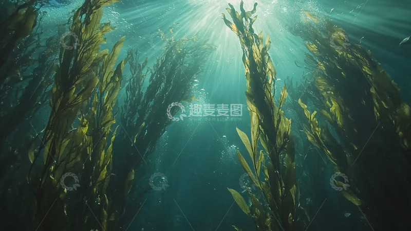 高清大图下载【趣麦麦图】阳光透过海藻森林