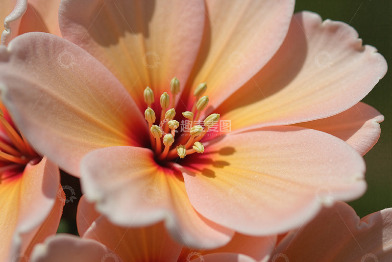 高清大图下载【趣麦麦图】盛开的粉色花蕊