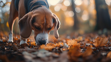 秋天树林里寻觅的猎犬